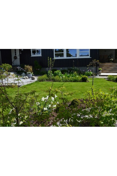 Слива приземиста Депресса на штамбі в ландшафті